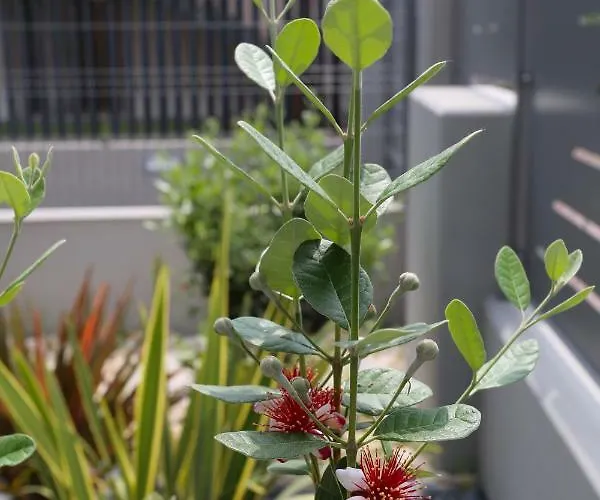 Db - Dabasso Apartment *