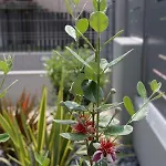 Db - Dabasso Apartamento *