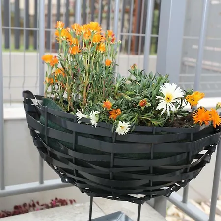 Db - Dabasso * 메스트레